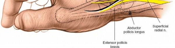 Illustration 191 for Essential Surgical Approaches: Uncover Every Aspect of the Wrist
