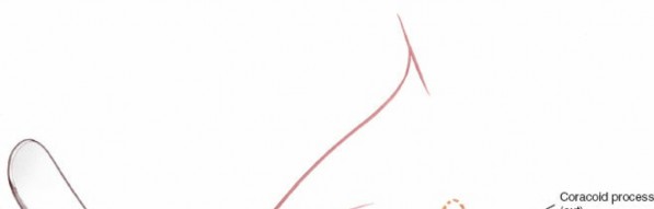 Illustration 39 for Essential Guide: Mastering Every Approach to the Shoulder