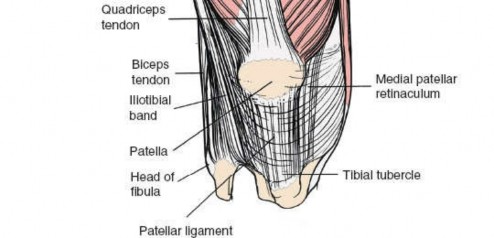 Illustration 108 for Optimal Femoral Approaches: Mastering the Lateral Intermuscular Septum