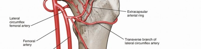 Illustration 3 for Pediatric Femoral Nailing: Targeting the Right aspect of the greater Trochanter