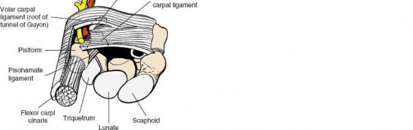 Illustration 106 for Essential Surgical Approaches: Uncover Every Aspect of the Wrist