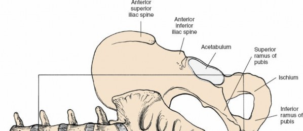 Illustration 127 for Approach to the Lumbar Spine: Mastering Techniques & Anatomy