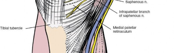 Illustration 87 for Mastering Knee Approaches: Spotlight on Superficial Medial Ligament