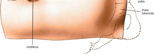 Illustration 58 for Approach to the Lumbar Spine: Mastering Techniques & Anatomy