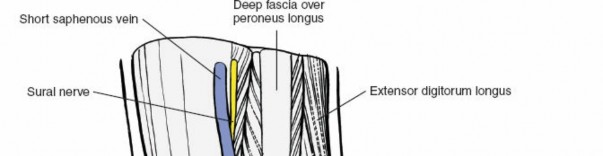 Mastering Hindpart of the Foot Surgery: Essential Joint Anatomy