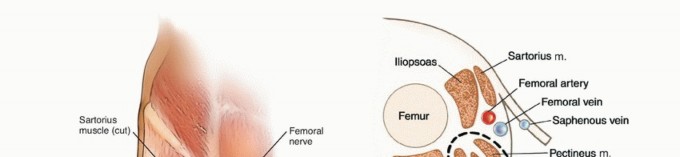Illustration of adductor muscle group - Dr. Mohammed Hutaif