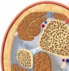 Illustration 4 for Optimal Nailing of the Tibia: Techniques for Challenging Fractures