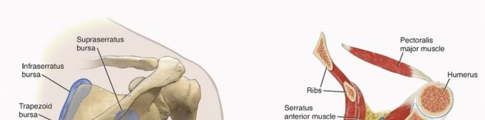 Illustration 4 for Is Your Dorsal Scapular Nerve Causing Snapping Scapula Pain?