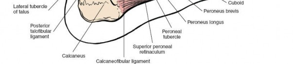 Illustration 178 for Optimized Approaches to the Dorsum of the Foot & Ankle