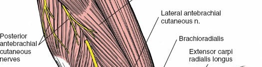 Illustration 34 for Surgical Anatomy of the Arm: Navigating Key Neurovascular Structures