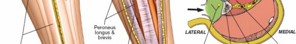 Illustration 110 for Surgical Access: Mastering the Tibia's Surface & Fibula Approaches