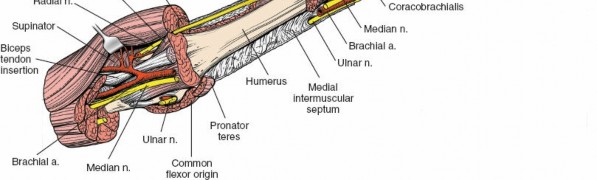 Illustration 23 for Medial Approach to the Distal Humerus: Master Techniques & Avoid Osteotomy