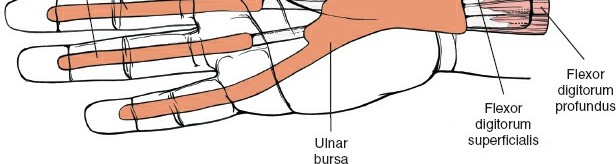 Illustration 239 for Essential Surgical Approaches: Uncover Every Aspect of the Wrist