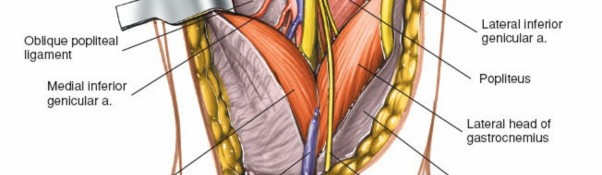 Illustration 194 for Mastering Knee Approaches: Spotlight on Superficial Medial Ligament