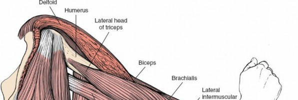 Illustration 110 for Mastering the Approach to the Distal Humerus: Safety & Skills