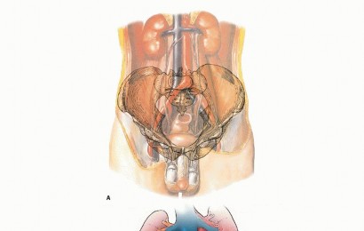 Illustration of gluteus maximus muscle - Dr. Mohammed Hutaif