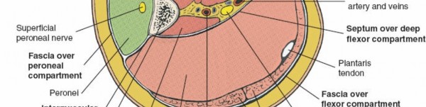 Illustration 106 for Surgical Access: Mastering the Tibia's Surface & Fibula Approaches