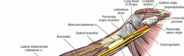 Illustration 20 for Medial Approach to the Distal Humerus: Master Techniques & Avoid Osteotomy