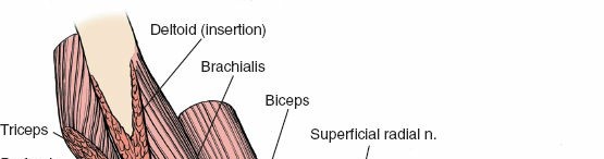 Illustration 44 for Surgical Anatomy of the Arm: Navigating Key Neurovascular Structures