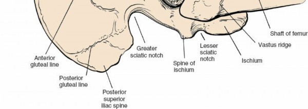 Illustration 162 for Unlocking Every Aspect of the Hip's Surgical Approaches