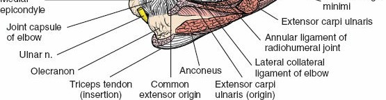 Illustration 139 for Mastering the Approach to the Distal Humerus: Safety & Skills