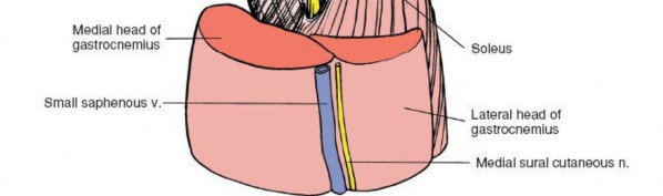 Illustration 215 for Mastering Knee Approaches: Spotlight on Superficial Medial Ligament