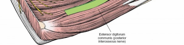 Illustration 61 for Mastering Approaches to the Upper Third of the Radius