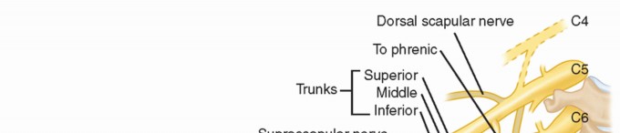 Illustration 18 for The Anatomy of the Shoulder & Elbow: Master Your Body