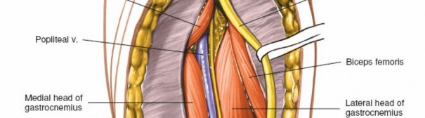 Illustration 184 for Mastering Knee Approaches: Spotlight on Superficial Medial Ligament