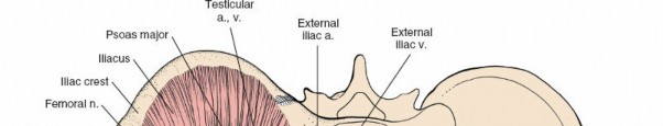 Illustration 29 for Navigating the Anatomy of the Ilioinguinal in Acetabular Surgery