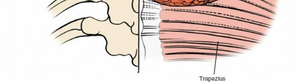 Illustration 206 for Approach to the Lumbar Spine: Mastering Techniques & Anatomy