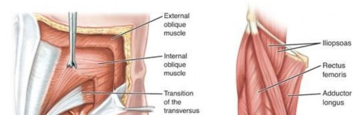 Illustration 16 for Solving Chronic Groin Pain in Athletes: Pubalgia Explained