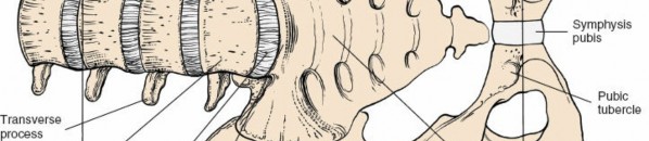 Illustration 128 for Approach to the Lumbar Spine: Mastering Techniques & Anatomy