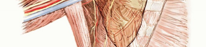 Illustration 4 for Limb-Sparing Resections Around the Shoulder: Optimizing Outcomes