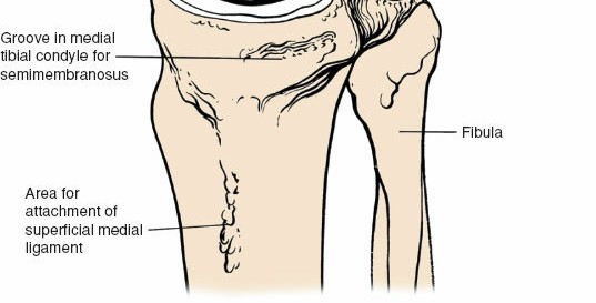 Illustration 44 for Unlocking the Medial Side of the Knee: A Surgical Anatomy Guide