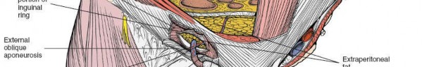 Illustration 9 for Navigating the Anatomy of the Ilioinguinal in Acetabular Surgery