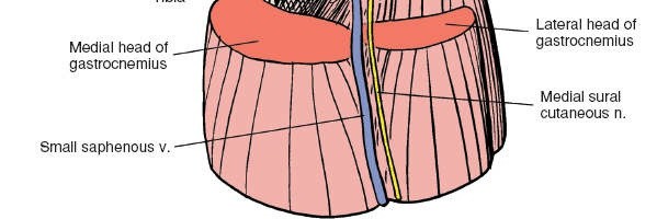 Illustration 209 for Mastering Knee Approaches: Spotlight on Superficial Medial Ligament