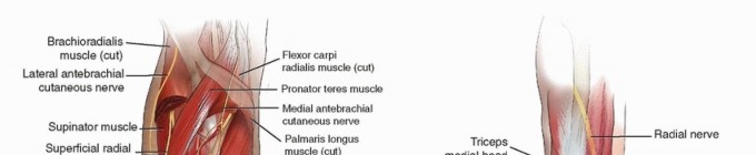جراحة تثبيت الكسور في عظمة الذراع الوسطى