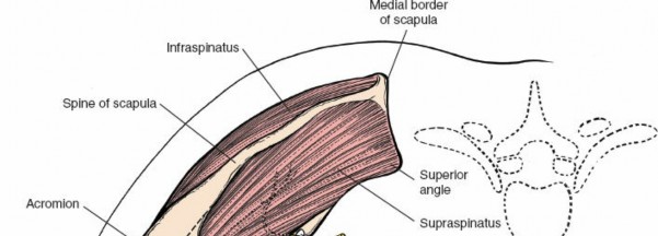 Illustration 23 for Deepen Skills: Anterolateral & Lateral Surgical Approaches