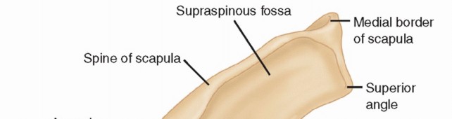 Illustration 6 for The Anatomy of the Shoulder & Elbow: Master Your Body