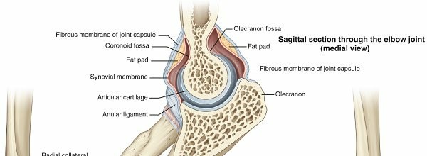 Illustration of arm anatomy arm - Dr. Mohammed Hutaif