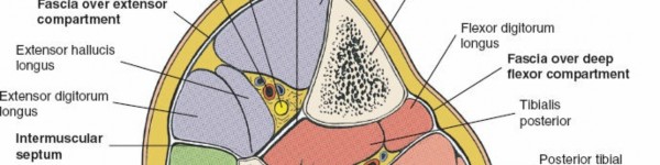 Illustration 105 for Surgical Access: Mastering the Tibia's Surface & Fibula Approaches