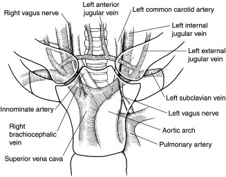 Illustration 80 for Acad Orthop Surg Challenge: Diagnose Shoulder Pain Case 1