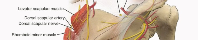 Illustration 2 for Is Your Dorsal Scapular Nerve Causing Snapping Scapula Pain?