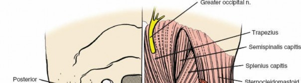 Illustration 201 for Approach to the Lumbar Spine: Mastering Techniques & Anatomy