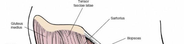 Illustration 163 for Unlocking Every Aspect of the Hip's Surgical Approaches