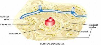 Comprehensive Bone Biology: Cellular Mechanisms, Remodeling, & Orthopedic Pathologies