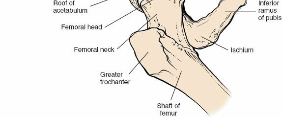 Illustration 160 for Unlocking Every Aspect of the Hip's Surgical Approaches