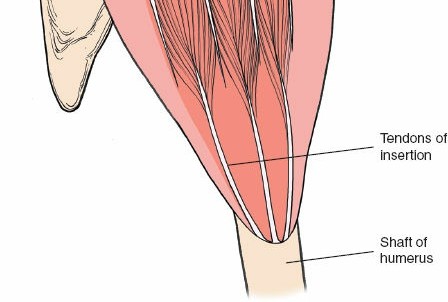 Illustration 15 for Deepen Skills: Anterolateral & Lateral Surgical Approaches