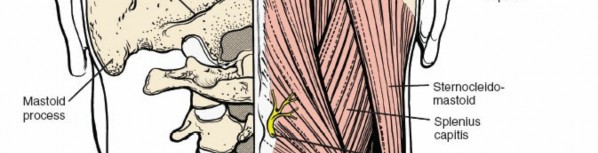 Illustration 191 for Approach to the Lumbar Spine: Mastering Techniques & Anatomy